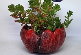 Unikko crvenocrni sa cvjetnom dekoracijom sukulenta