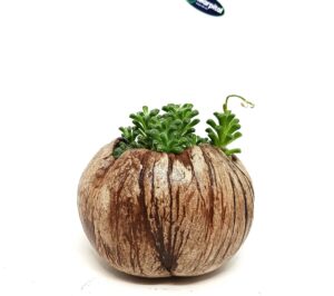 Unikko ukrasna tegla orah ljuska