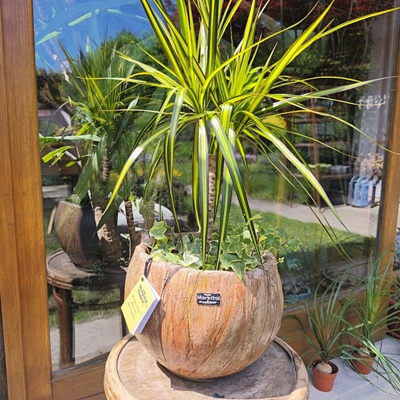 Roma tegla za cvijeće svijetla kora drveta